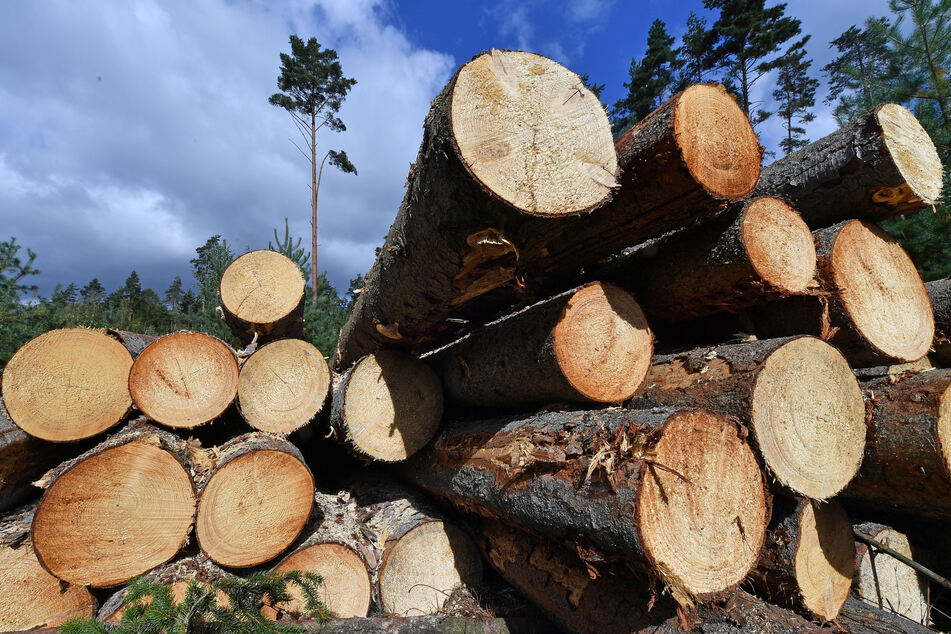 An Stämmen vergriffen: Holzdiebe treiben in sächsischen Wäldern ihr Unwesen