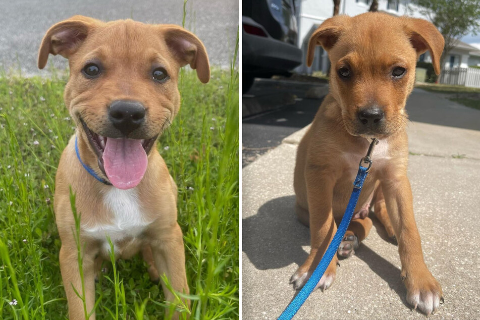 Little Troy is only four months old, and looks like the sweetest pup!