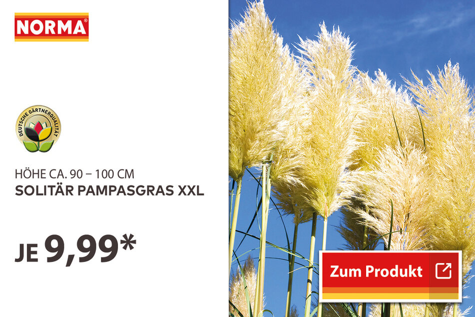 Solitär Pampasgras XXL für 9,99 Euro