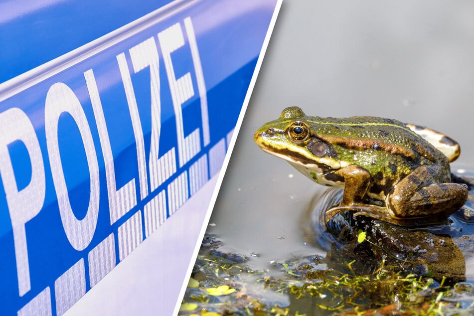 Polizisten stellten am Ufer des Lohbach zahlreiche verstümmelte Frosch-Kadaver fest. Ein Experte analysierte nun den Grund dafür. (Symbolfotos)