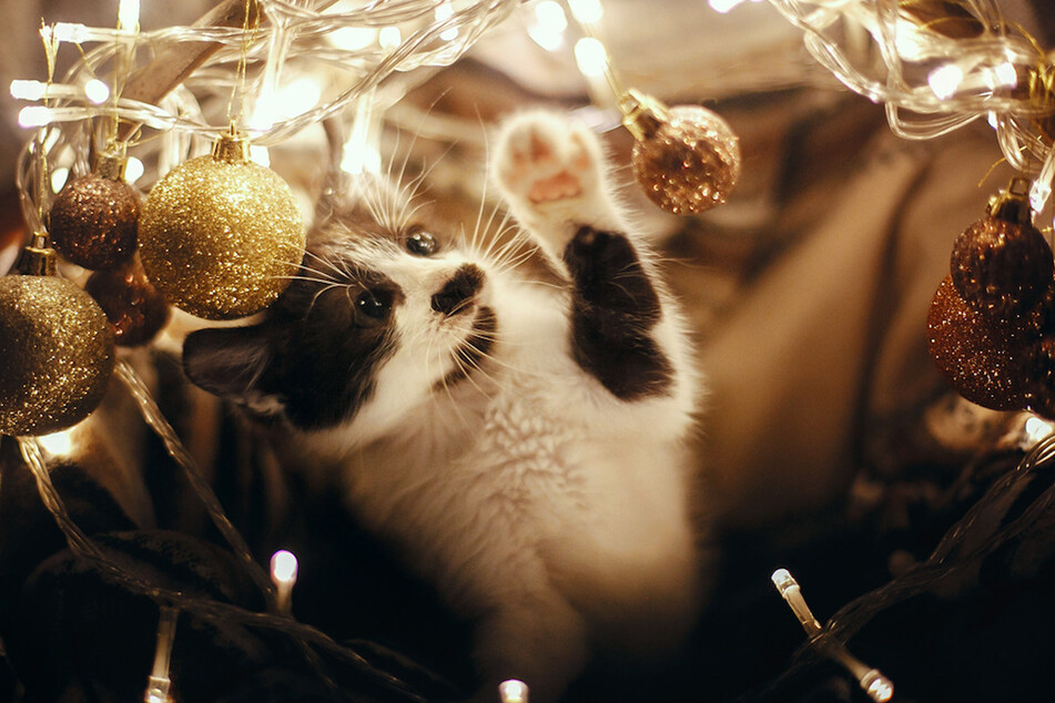 Katzen fühlen sich von den Lichtern oder glitzerndem Lametta magisch angezogen.