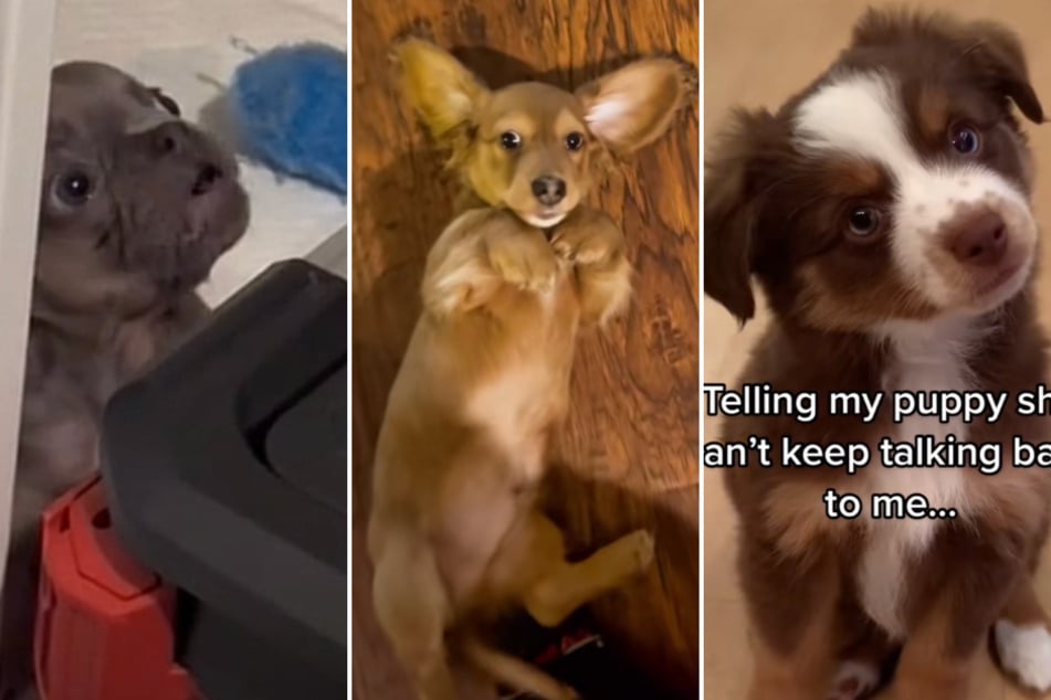 Grab some tissues and prepare to witness the most adorable puppies taking over TikTok this week!