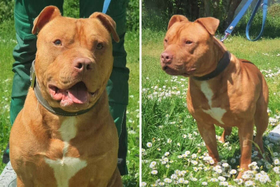 Die Staffordshire-Mischung bekommt im Tierheim spezielle Anwendungen gegen Stress und Angst.