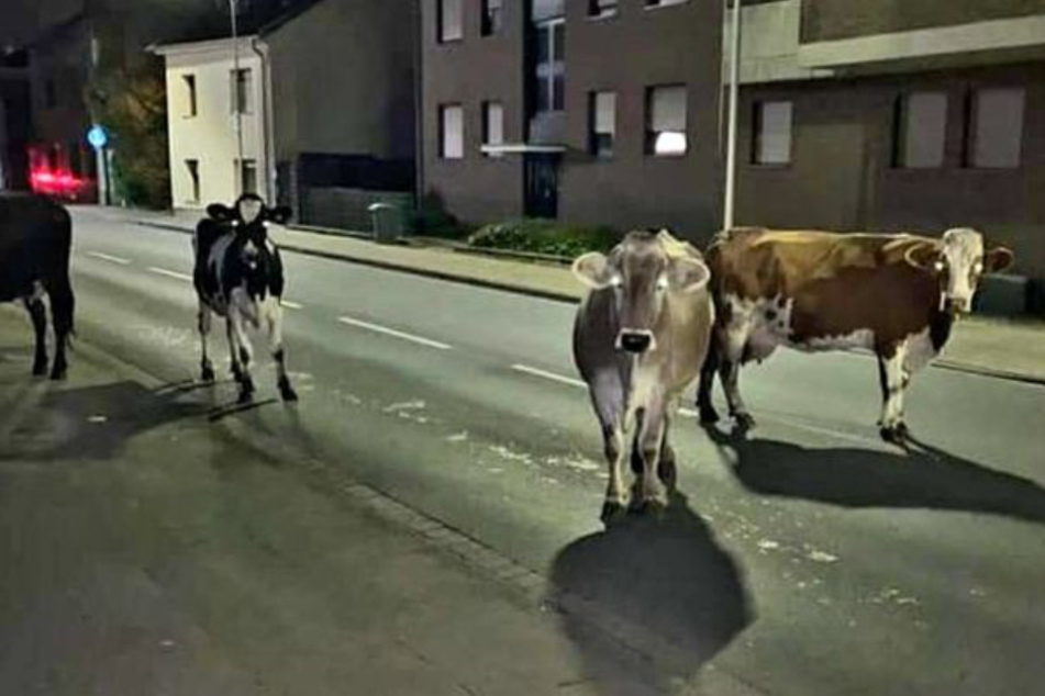 Feuerwehr und Polizei haben bei einer nächtlichen Aktion 15 entlaufene Kühe wieder eingefangen.