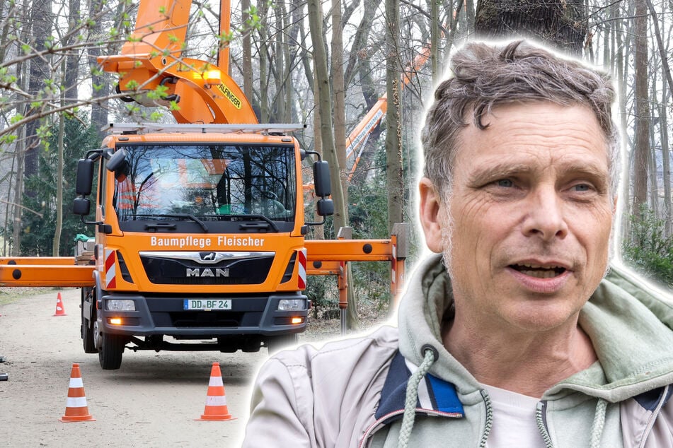 Dresden: Kranke Bäume! Im Großen Garten gab's Verletzte