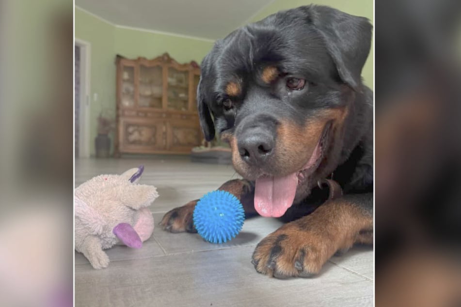 Vor einem Monat wurde Armos im Netz vorgestellt, inzwischen ist der Vierbeiner erfolgreich vermittelt worden.