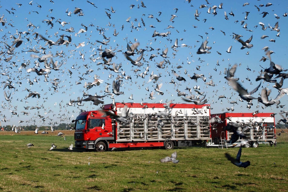 Die Wettflüge beginnen im Mai und gehen bis Ende September. Doch auch danach landen noch viele desorientierte und verletzte Nachzügler in der Stadt.