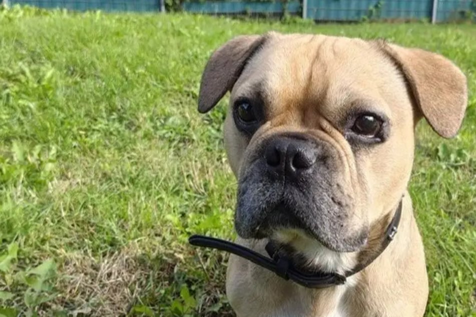 Marley hat nur einen Wunsch: Wer schenkt der Bulldogge ein richtiges Zuhause?