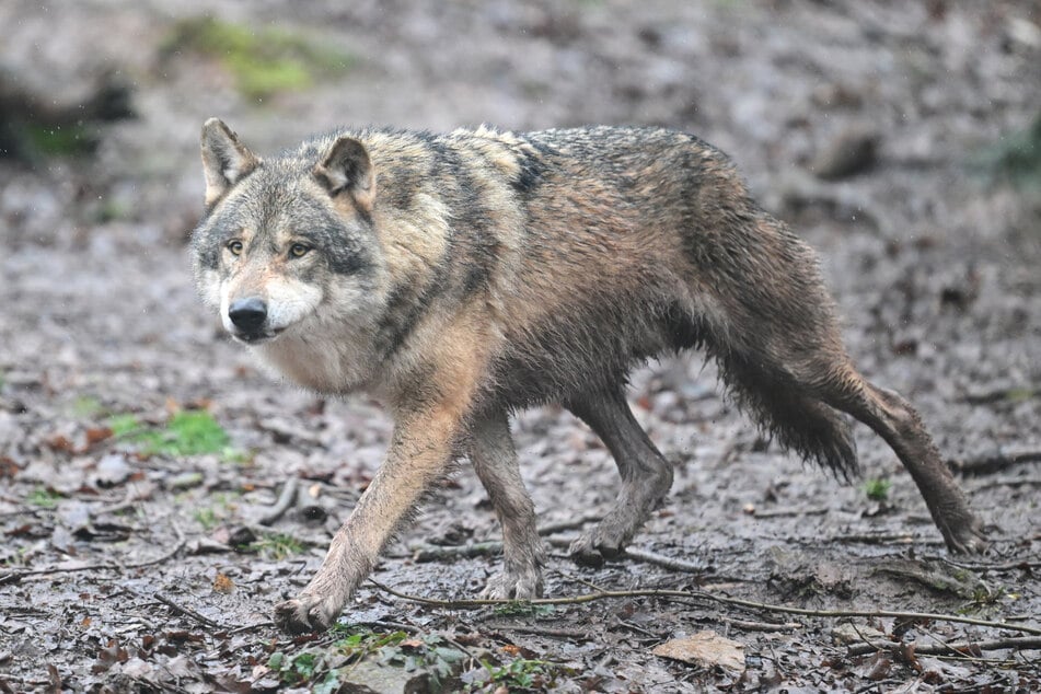 Ein Wolf hat dafür gesorgt, dass ein Karnevalszug in Leverkusen kurzzeitig gestoppt werden musste.