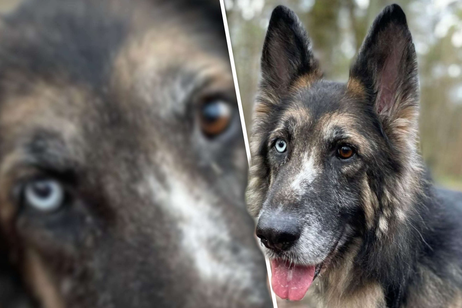 Tierretter traurig und ratlos: Gutmütiger Hund bekommt einfach keine Chance