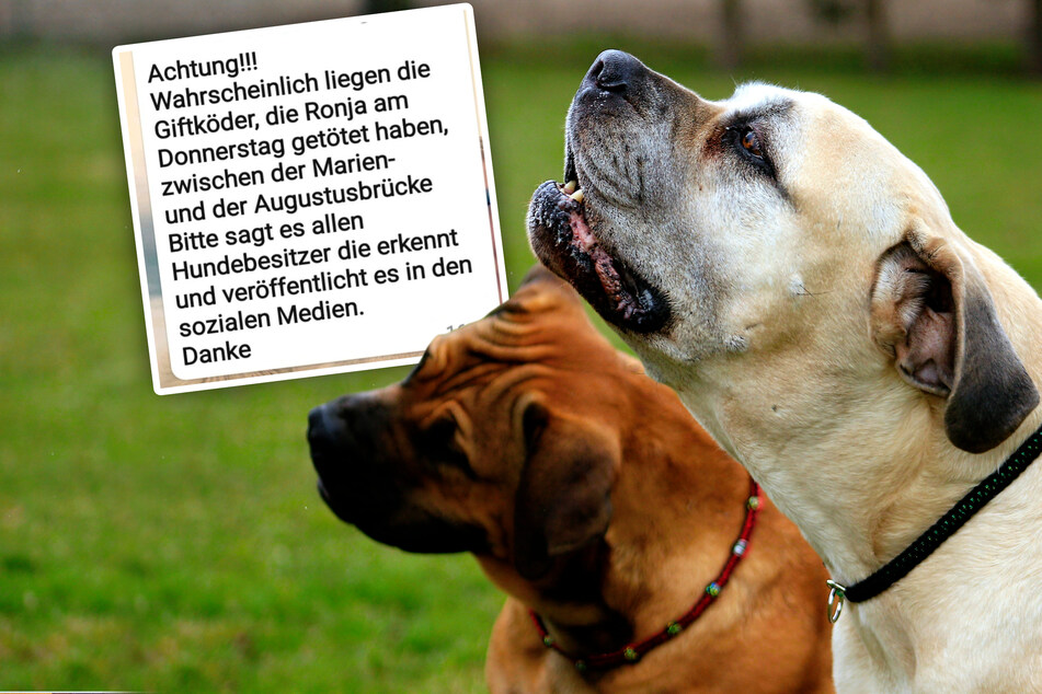 Hundebesitzer in Dresden sollten aufpassen! Dort wurden möglicherweise Giftköder ausgelegt.