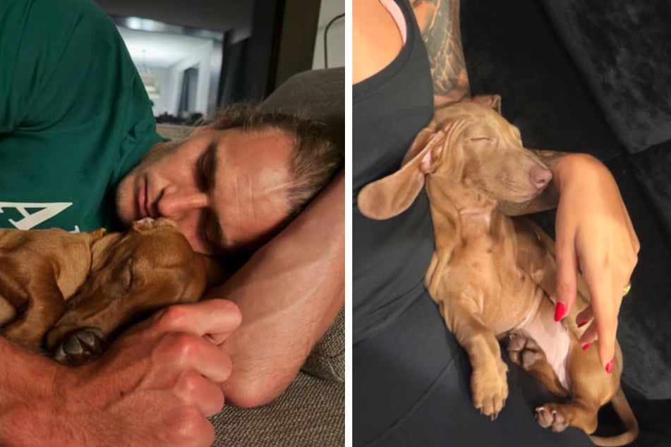 Dachshund Mishka liebt Herrchen über alles. Von Buba (r.) erhofft sich Sophia Thomalla einen höheren Stellenwert.