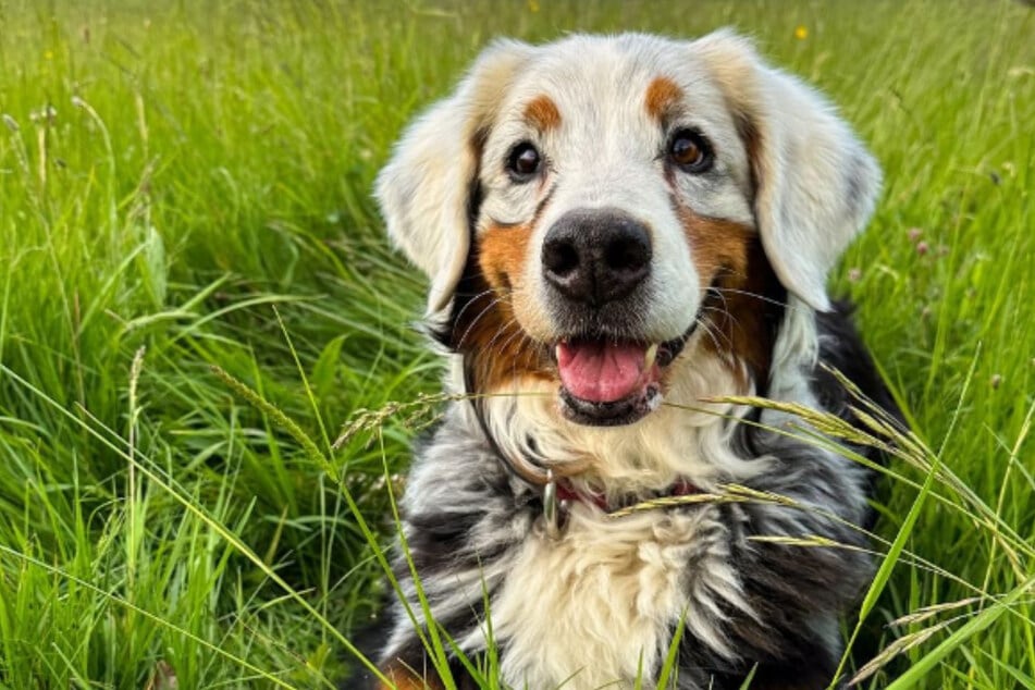 Fanny the dog also went viral for her unique look before her death earlier this year.