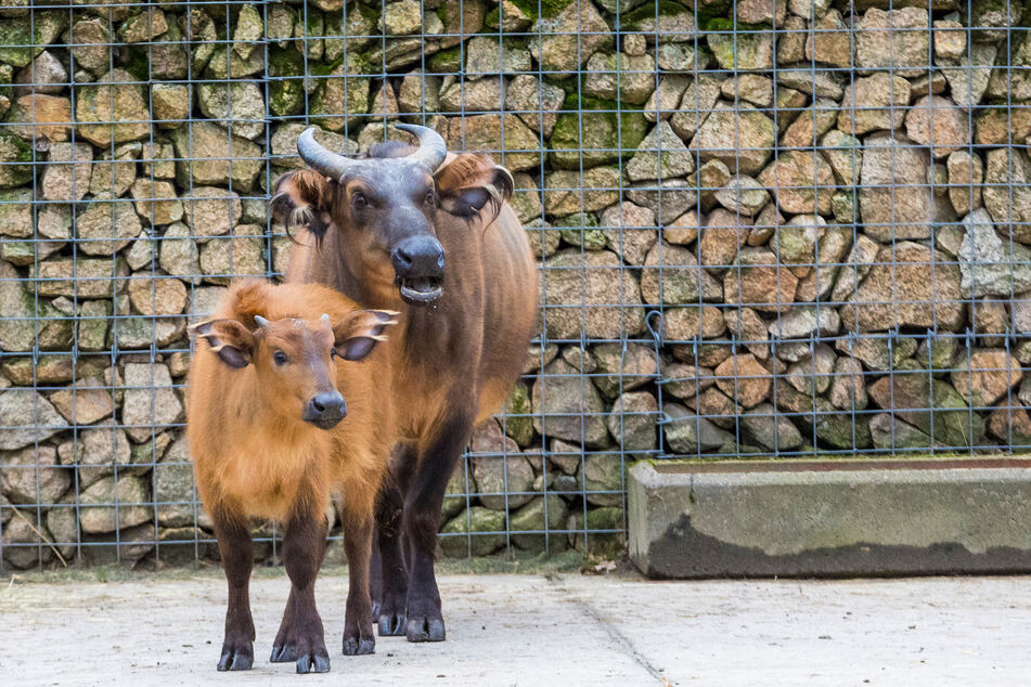 Die Rotbüffel und ihr Nachwuchs freuen sich über milderes Wetter und längere Tage.