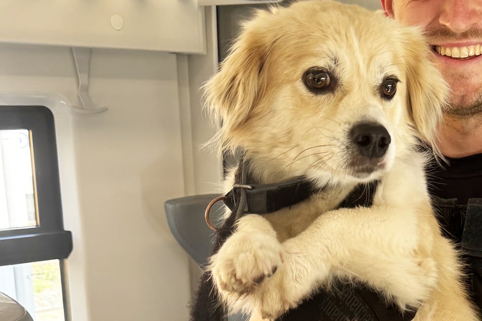 Hund büxt aus und sorgt in Regionalbahn für Aufregung