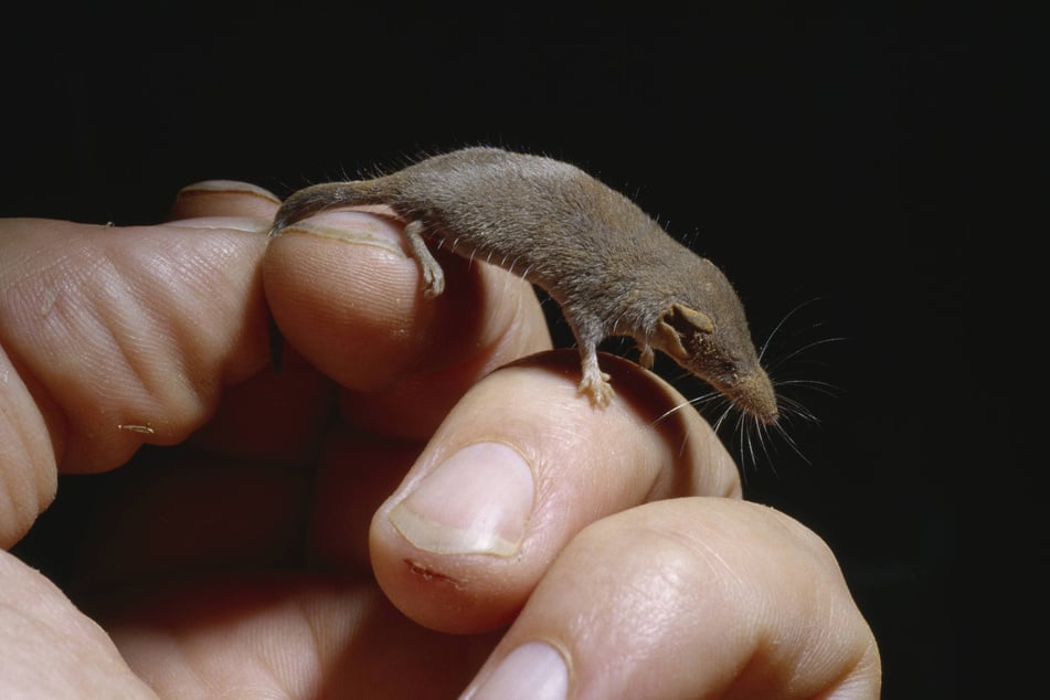 Nicht nur die Etruskerspitzmaus ist das kleinste Tier der Welt.