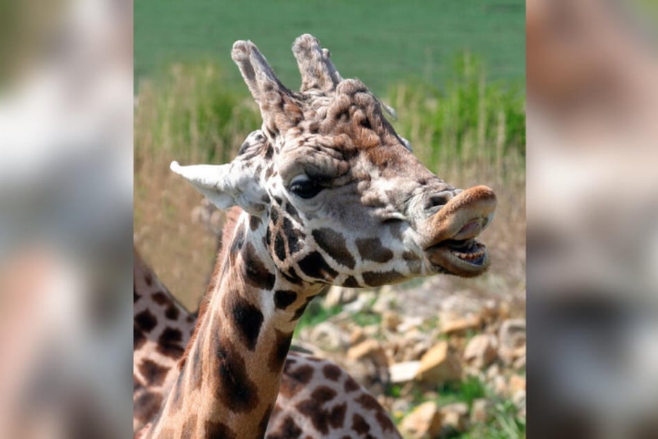 Dieses Bild zeigt den Giraffenbullen Max, der 2020 mit 24 Jahren verstarb. Seitdem ist Gustl die älteste Giraffe im Leipziger Zoo. (Archiv)