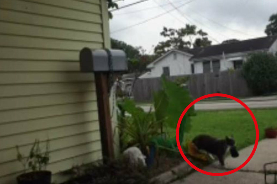 Frau überprüft ihre Sicherheitskameras und ist überrascht, was ihre Katze nach Hause bringt