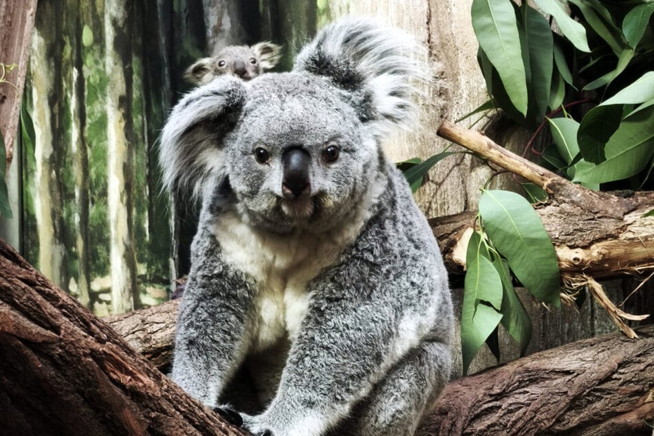Erlinga und ihr Jungtier erkunden gemeinsam das Gehege.