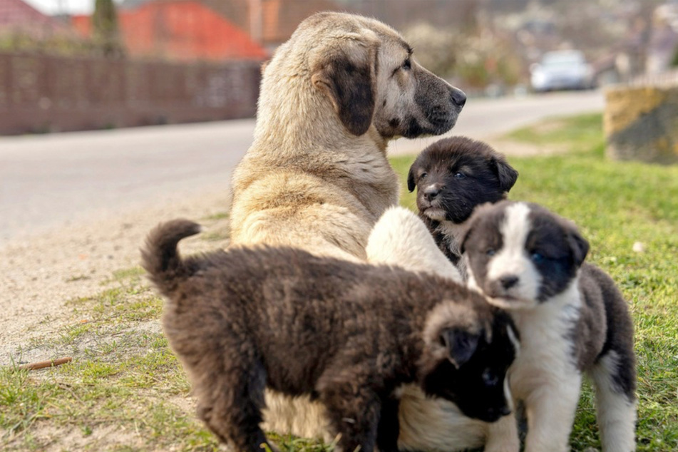 Schätzungen gehen von jährlich hunderttausenden neuen Hunden aus dem Süden und Osten Europas aus, die aus dem Auslandstierschutz nach Deutschland kommen.
