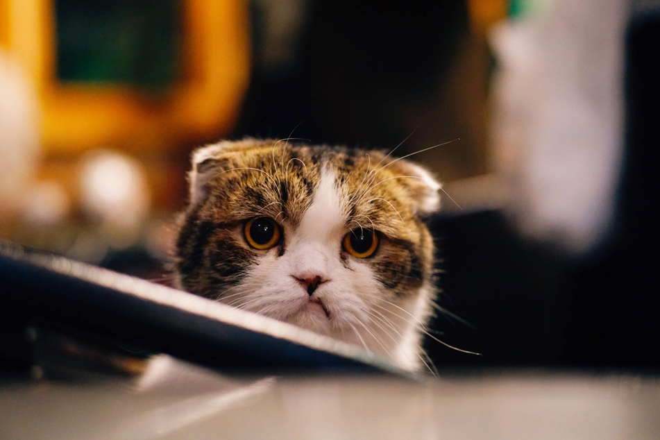 Manche Katzen schmollen im Stillen vor sich hin und ziehen sich bei Eifersucht zurück.