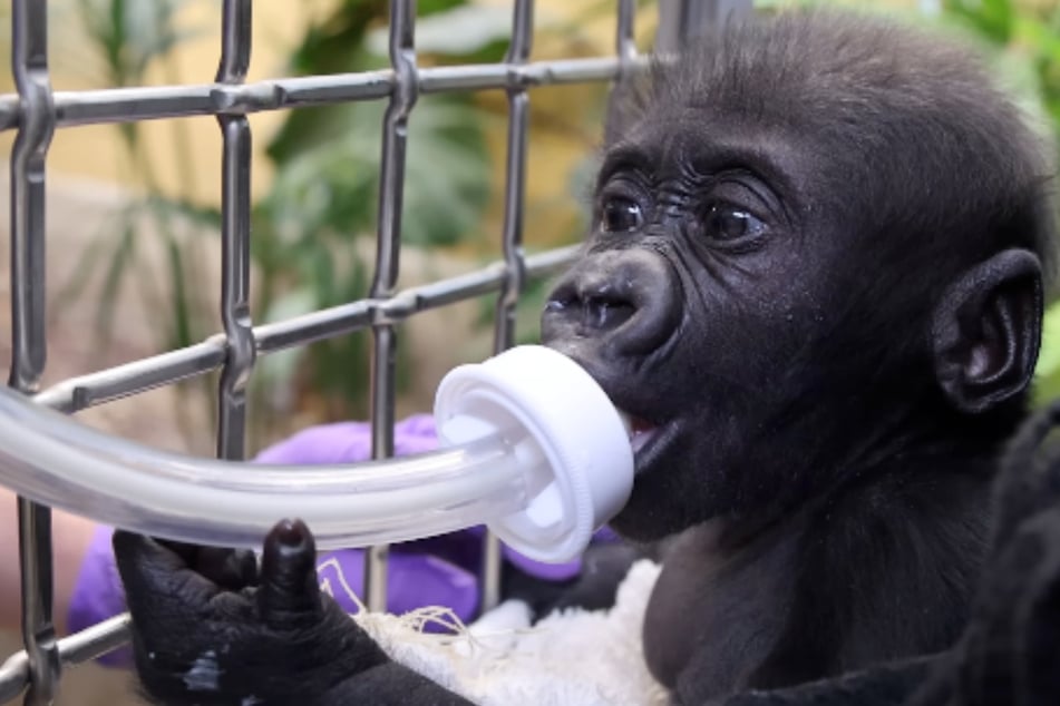 Baby gorilla's integration into zoo troop progresses adorably!