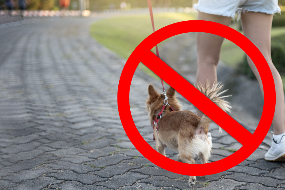 In diesem Land ist Spazierengehen mit Hunden demnächst ein Verbrechen