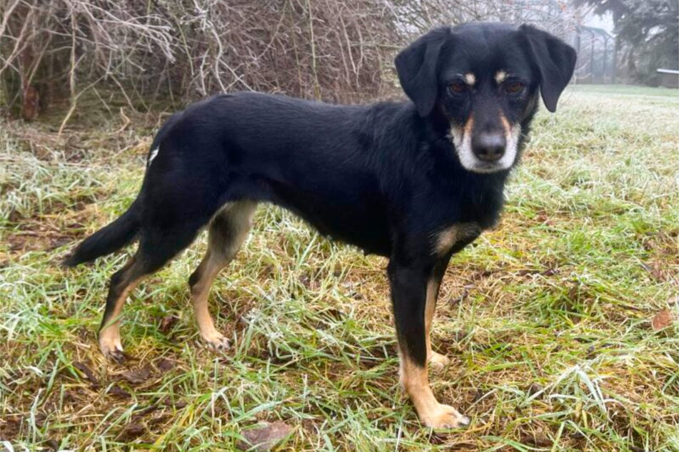 Trotzdem wünscht sich die Vierbeinerin einfach nur ein Zuhause.