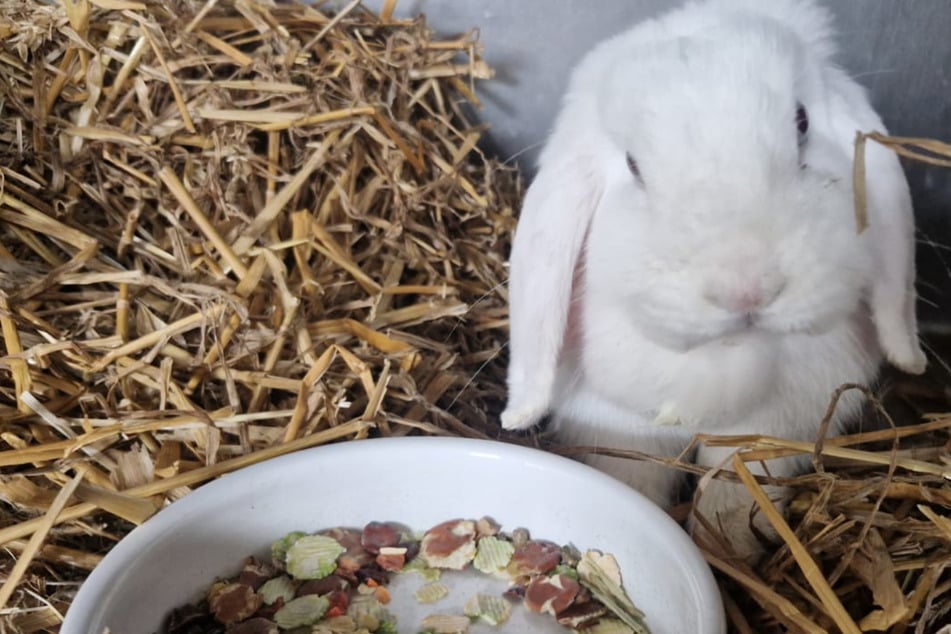 Unheilbar krank! Kaninchen-Dame Fee hofft trotzdem auf ein schönes Leben