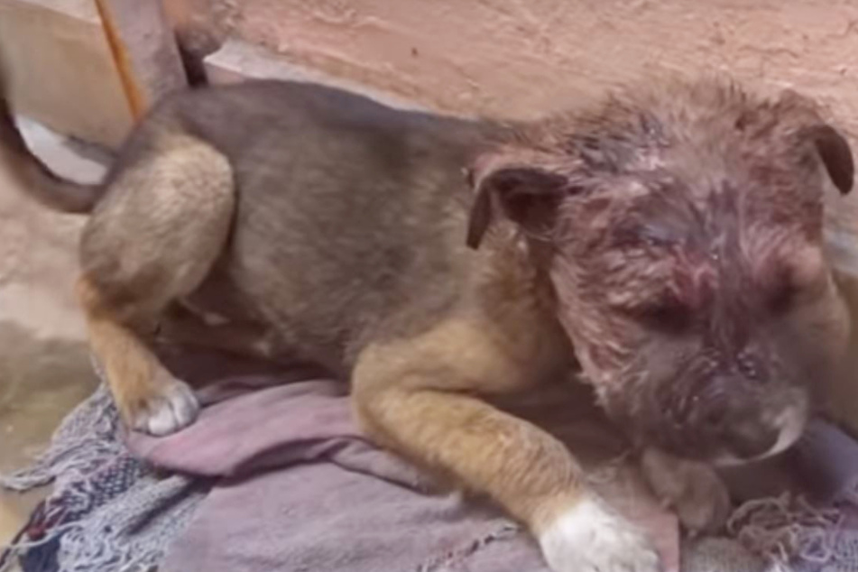 Armer Hund verkriecht sich schwer verletzt in Ecke, bis jemand Herz zeigt