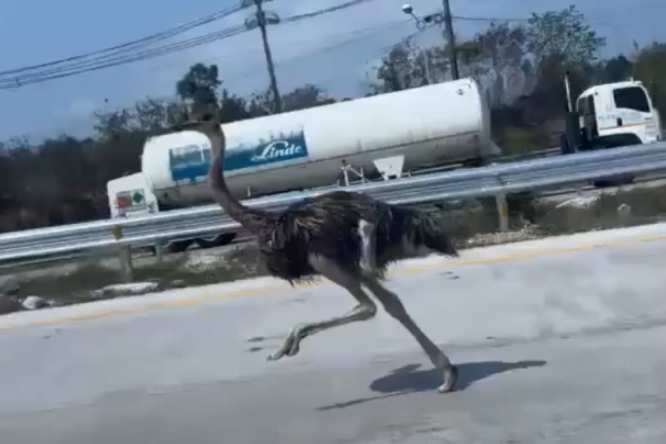 Der Strauß war aus einem Café entflohen und rannte offenbar einem Betonmischer hinterher.