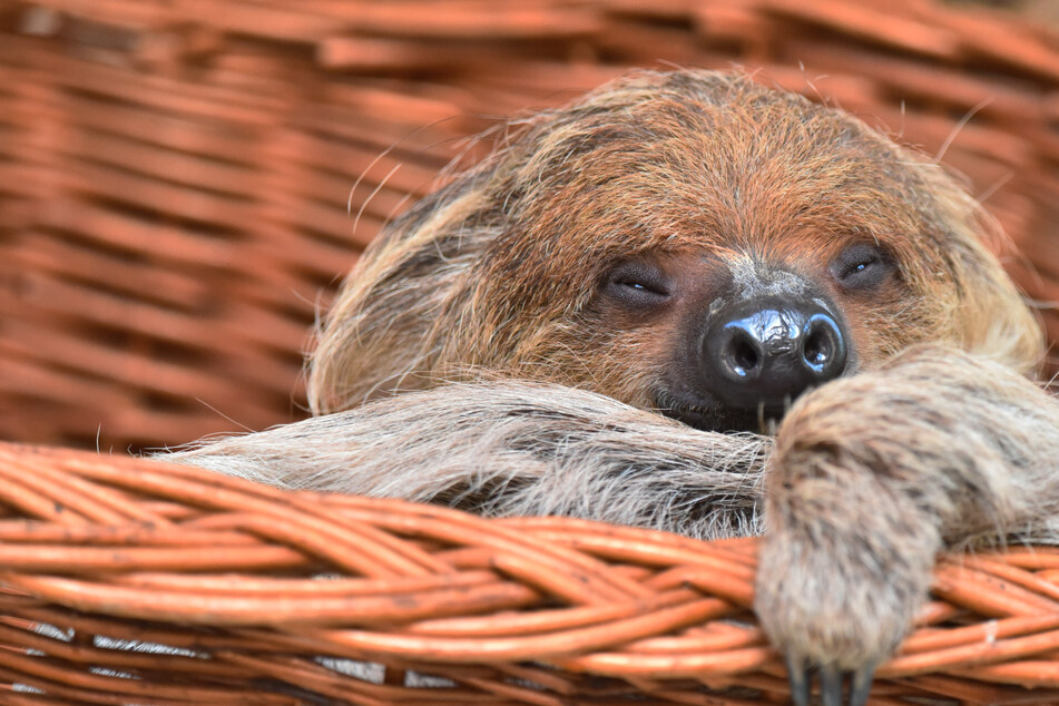 Nach über 50 Jahren direkt im Doppelpack: Der Kölner Zoo hat wieder "faule" Kletterkünstler