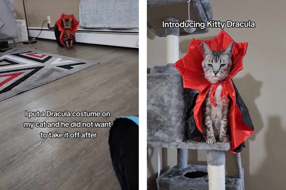 Cat refuses to take off Dracula costume in hilarious TikTok video