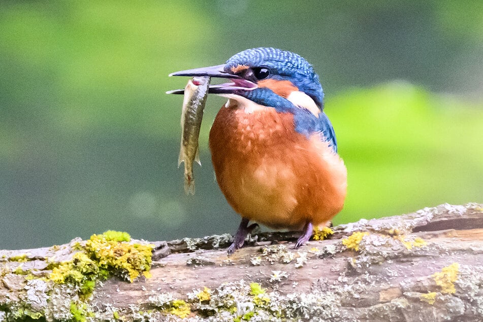 Eisvögel ernähren sich von Fischen, Wasserinsekten und keinen Krebsen. Auch Kaulquappen stehen auf dem Speiseplan.