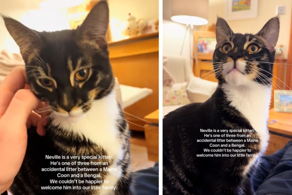 Ungewöhnliche Kreuzung aus Maine Coon und Bengalkatze begeistert Tausende