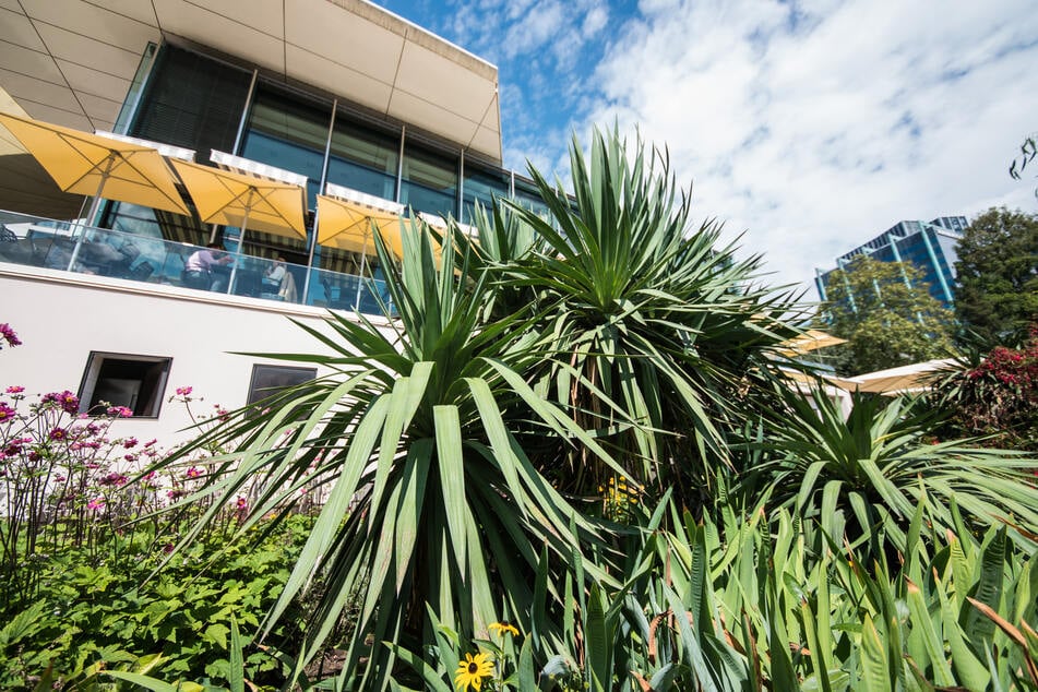 Wird eine Yucca-Palme sehr groß, kann man sie gut vermehren.