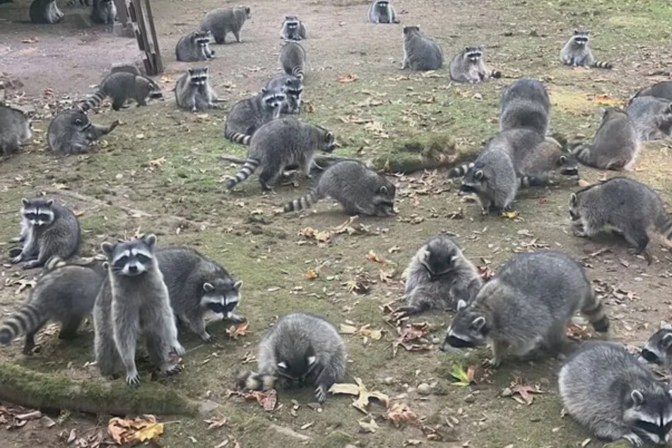 Lange Zeit hatte die Frau viel Freude beim Füttern der Tiere, doch mittlerweile sind es einfach zu viele.