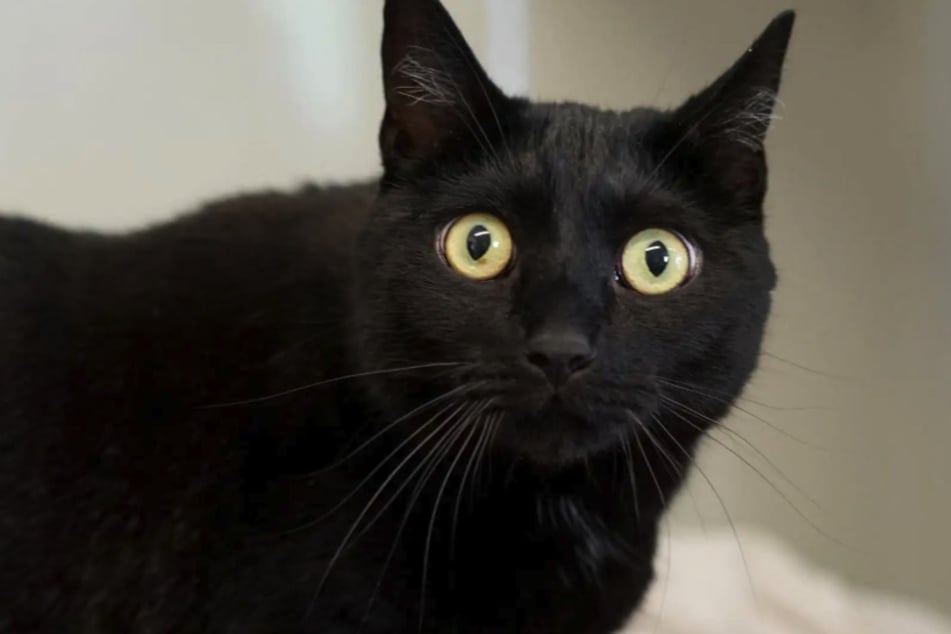 Kater Spooky schaut permanent als habe er ein Gespenst gesehen.