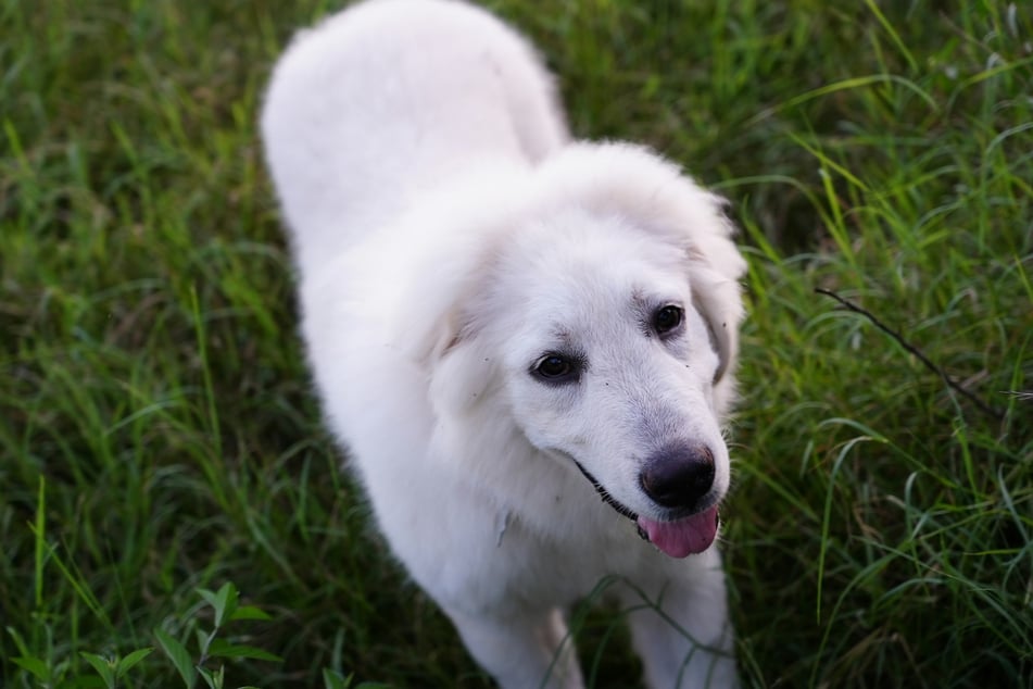 The great pyrenees is covered in fluffy white fur and is irresistibly cute.