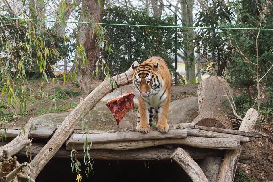 Auch im Winter brauchen Leipzigs Zoo-Bewohner Bewegung. Um sie vor die Tür zu bekommen, braucht es da manchmal besondere Geschenke. Nein, kein leckeres Steak. Die Rede ist von Elefantenkot!