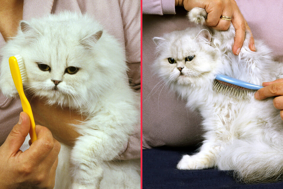 It's important to wear gloves and hold your cat firmly when brushing.