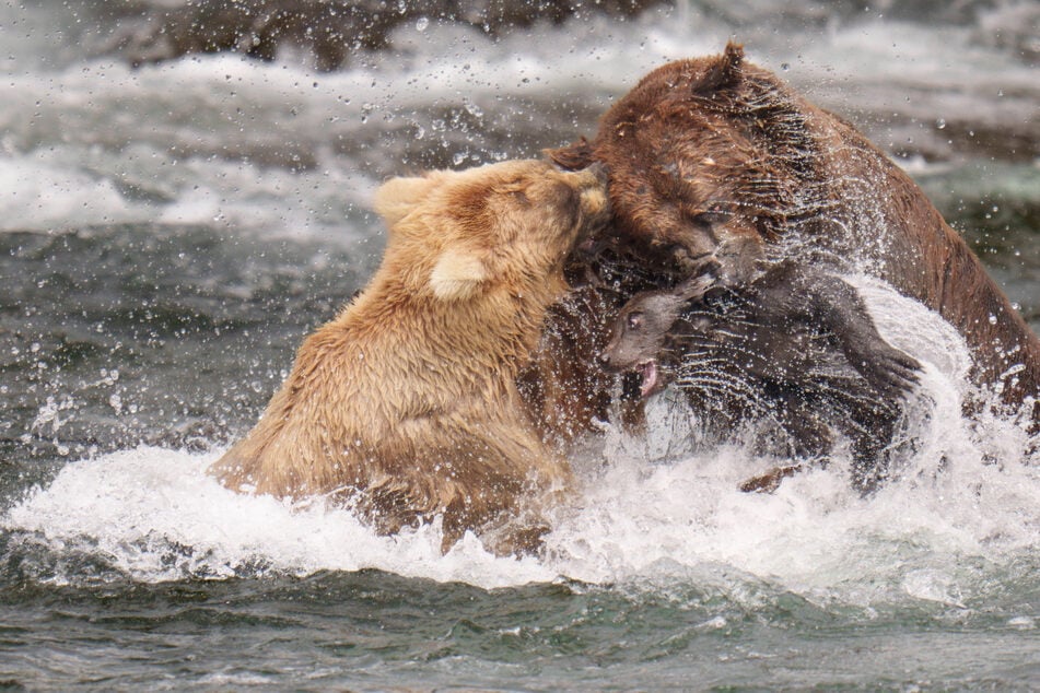 Fat Bear Week champion Chunk (r.) found himself caught up in some drama amid the competition!