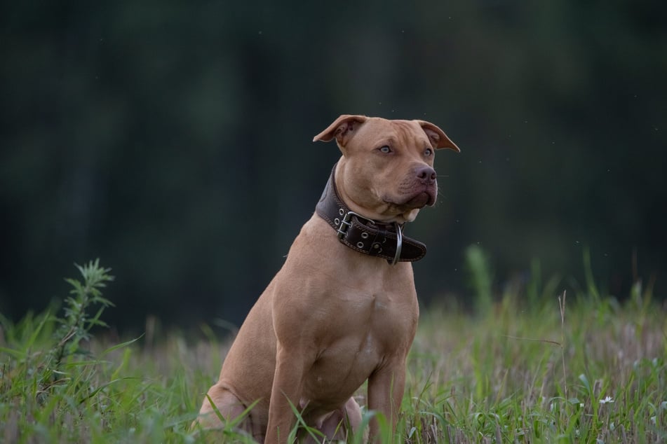 Der American Pit Bull hatte den 4-Jährigen beim Spielen attackiert. (Symbolfoto)