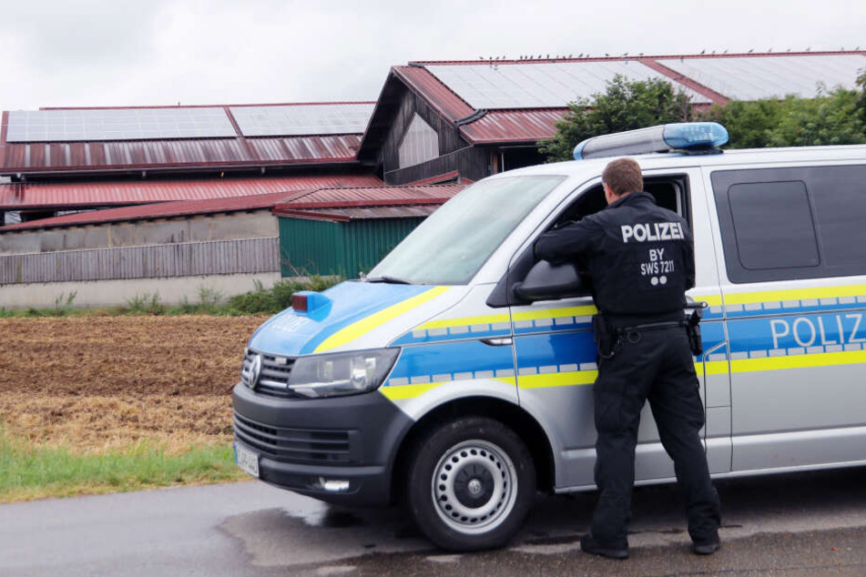 Gegen drei Allgäuer Milchviehbetriebe ermittelt die Staatsanwaltschaft wegen Tierschutz-Verstößen. (Archivbild)