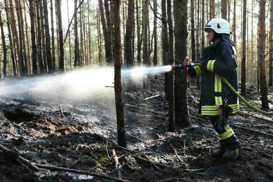 Trockenheit und Hitze machen die bayerischen Wälder für Feuer anfällig. (Archivbild)