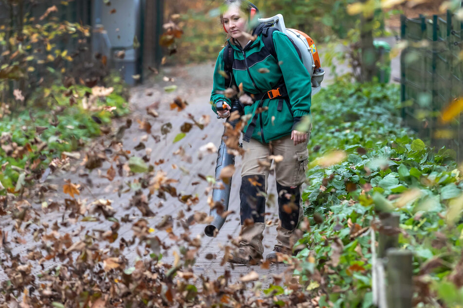 Tierpflegerin Stefanie Weippert (30) kann einmal völlig ungestört ihrer Arbeit nachgehen - mit dem Laubgebläse stört sie keine Besucher.