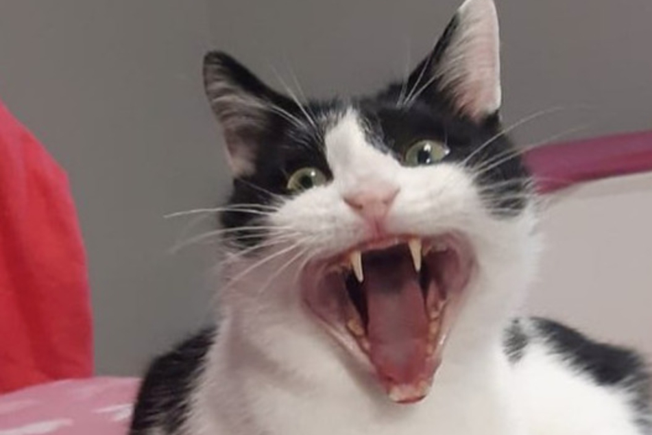 Dieser Kater schaut irre, will aber nur spielen!