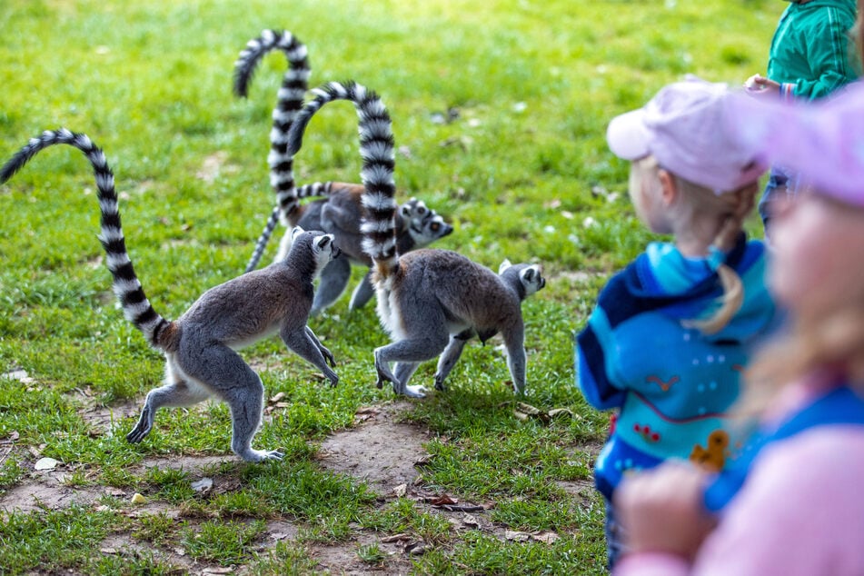 Zoos können ab Montag (21. Juni) ohne Terminbuchung und Kontaktdatenerfassung besucht werden.