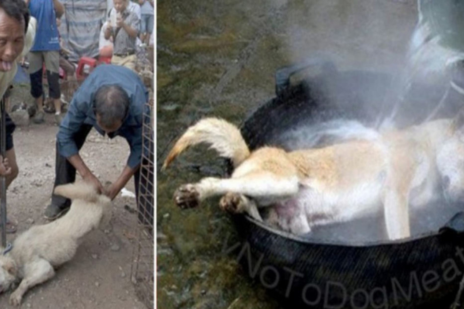 Angeblich aus Tradition Wieder werden Tausende Hunde geschlachtet TAG24