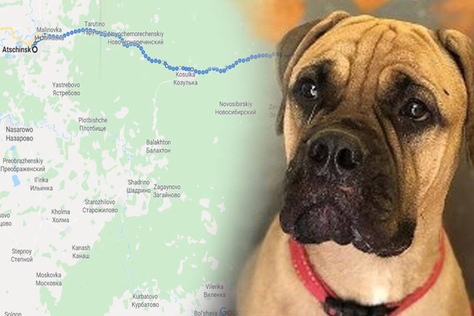 Hund rennt 200 Kilometer zurück zu Besitzern, obwohl die ihn nicht mehr